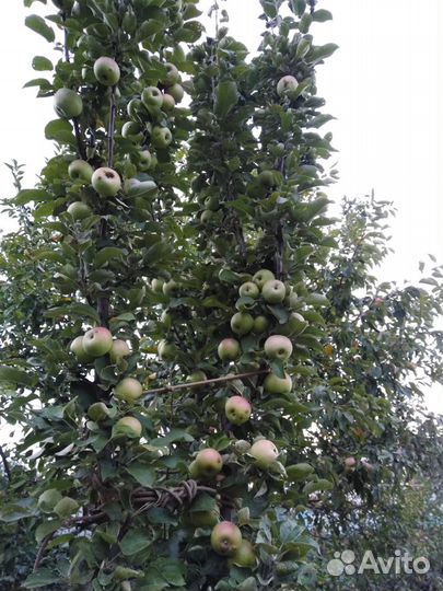 Крупномеры