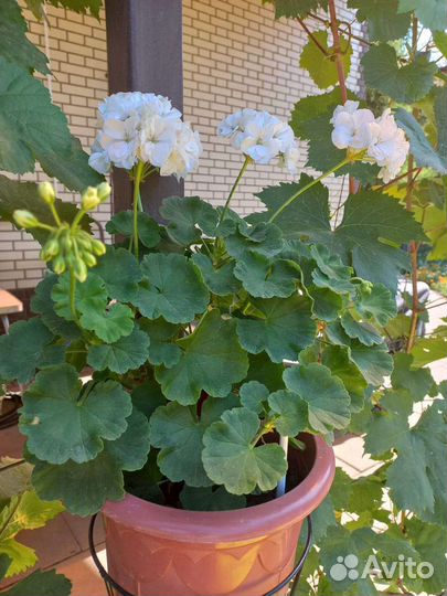 Пеларгония герань