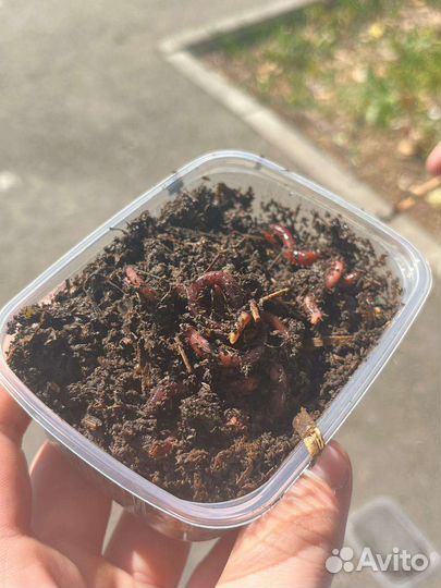 Черви для рыбалки