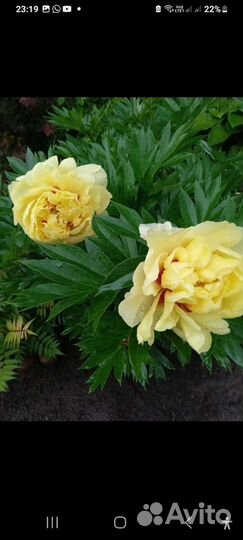 Декоративные, плодовые, деревья и кустарники