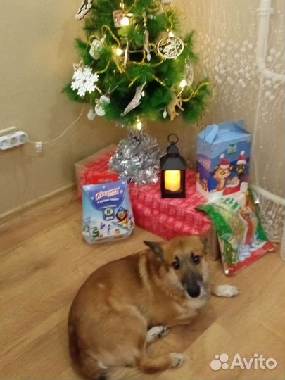 Собака в добрые руки