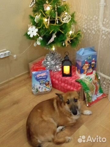 Собака в добрые руки