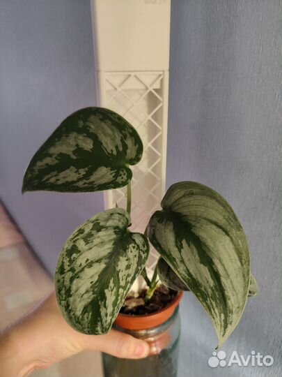 Сциндапсус \ Эпипремнум