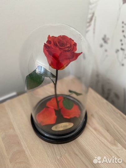 Роза в колбе