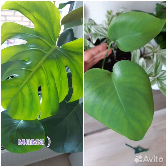 Комнатные цветы (дифенбахия традесканция монстера)