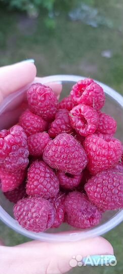 Ремонтантная малина