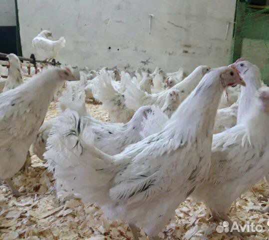 Куры несушки