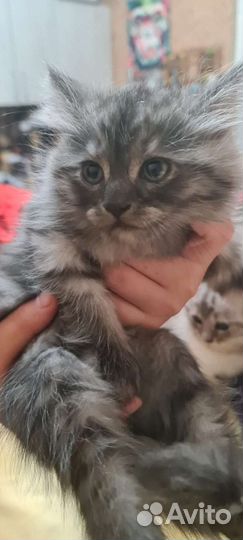 Котята и кот в добрые руки