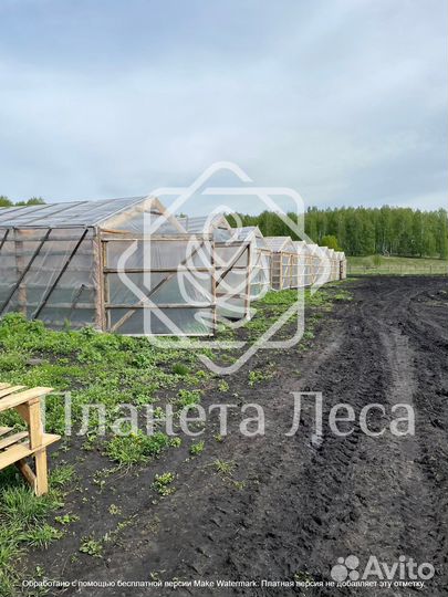 Сеянцы зкс посадочный материал сосна