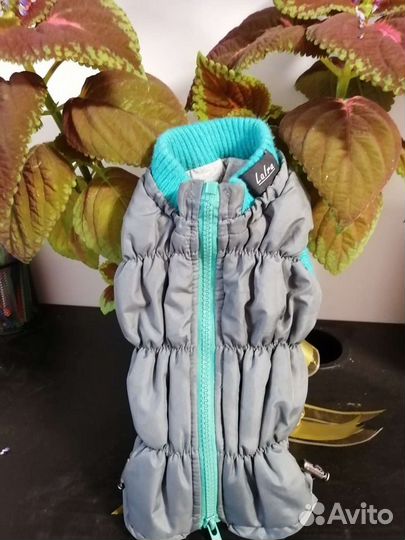 Костюм для собачки