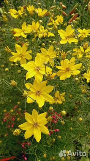 Многолетники