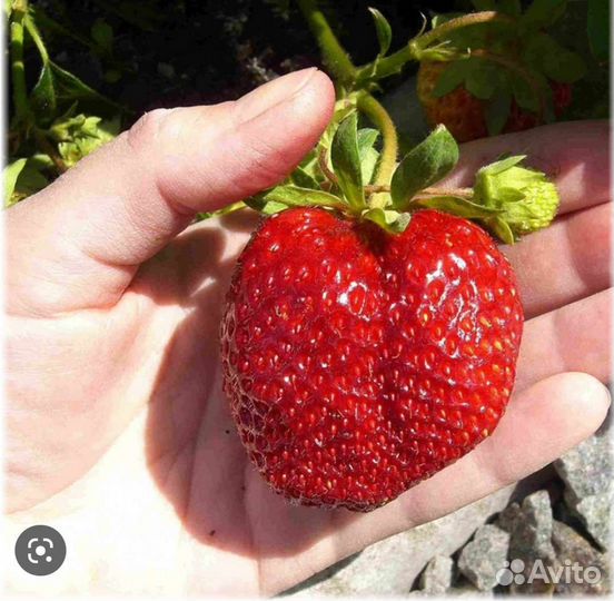 Клубника Азия, Елизавета 2 Купчиха