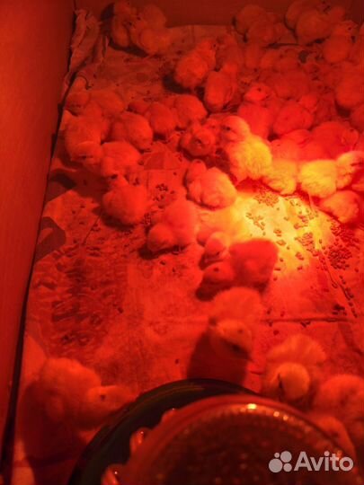 Суточные перепелята