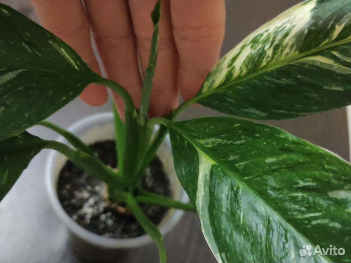 Спатифиллум даймонд