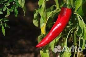 Рассада горького перца