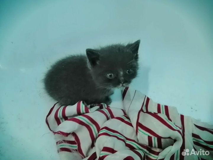 Отдам котят