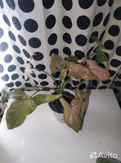 Сингониум регина Ред