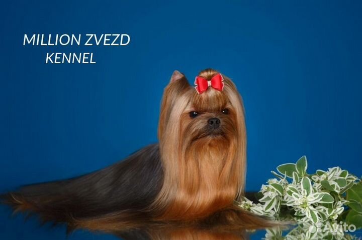 Йорк девочка мини РКФ