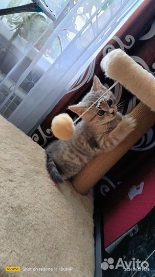 Британские котята