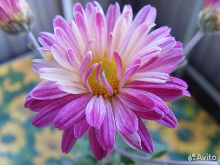 Эсхинантус цветок и хризантема домашняя цветок