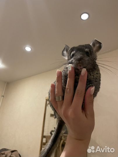 Шиншиллята