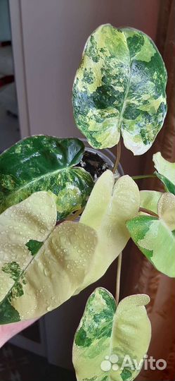 Филодендрон