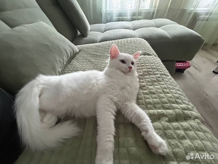 Котик в добрые руки