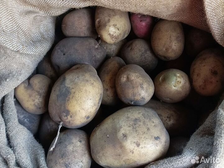 Продам картофель