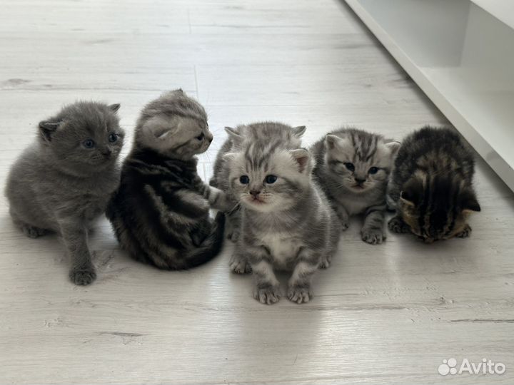 Шотландские котята