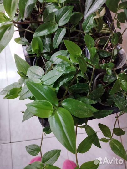 Традесканция разные расцветки