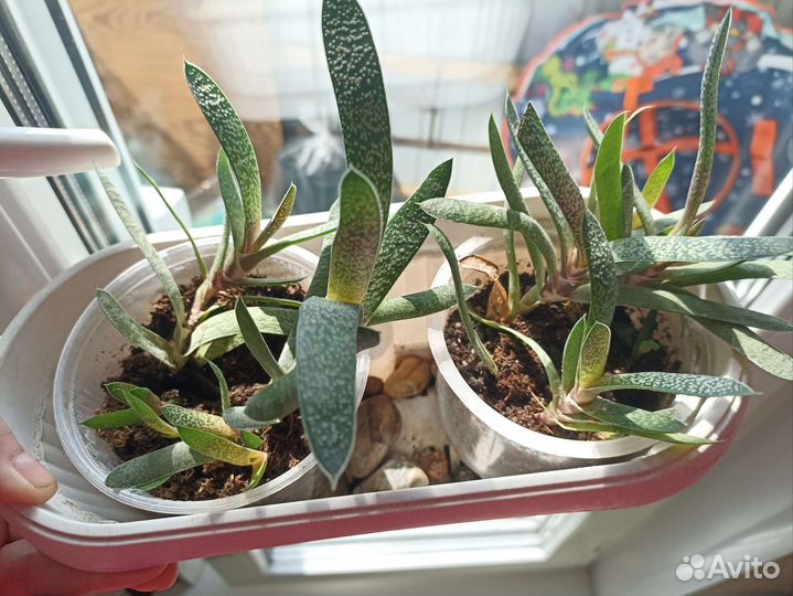 Суккуленты