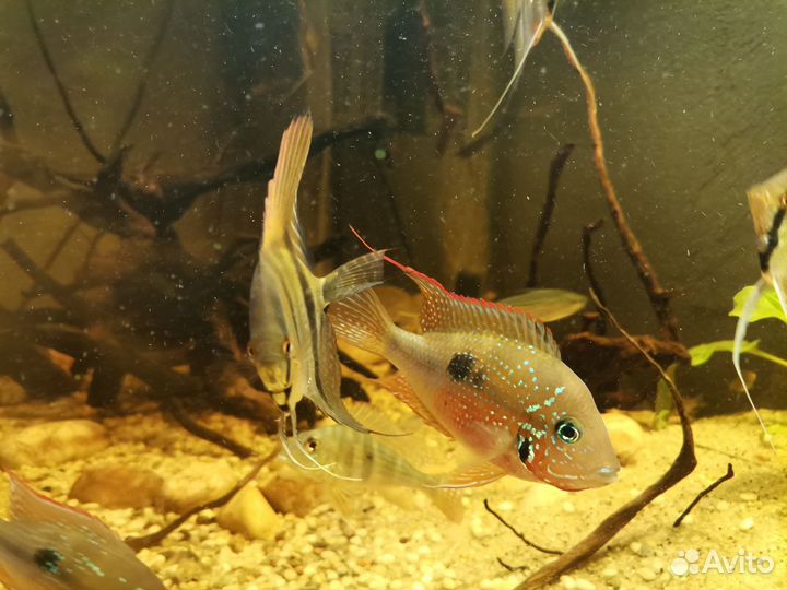 Аквариумные рыбки