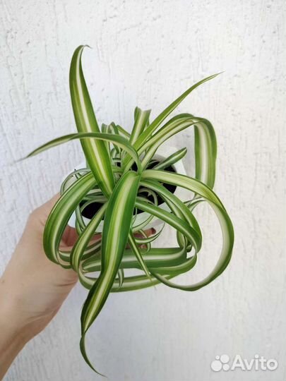 Хлорофитум кудрявый(бонни)