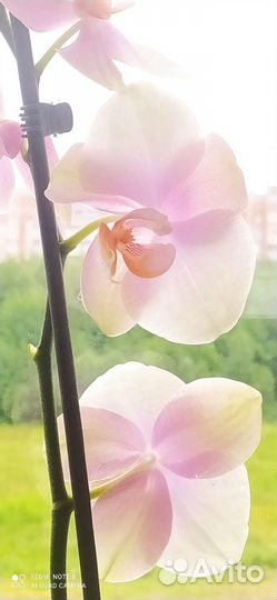 Орхидея фаленопсис