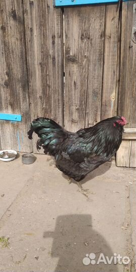 Петухи молодые
