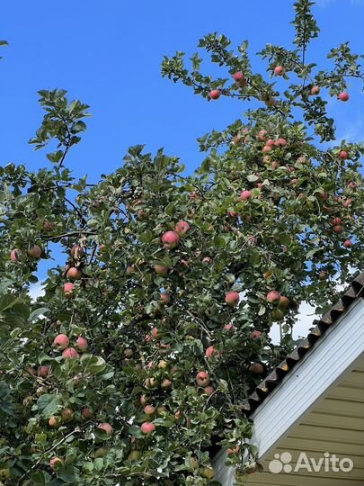 Яблоко полосатик