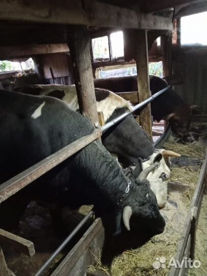 Быки на племя