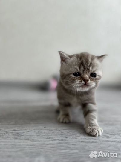 Котята шотландцы