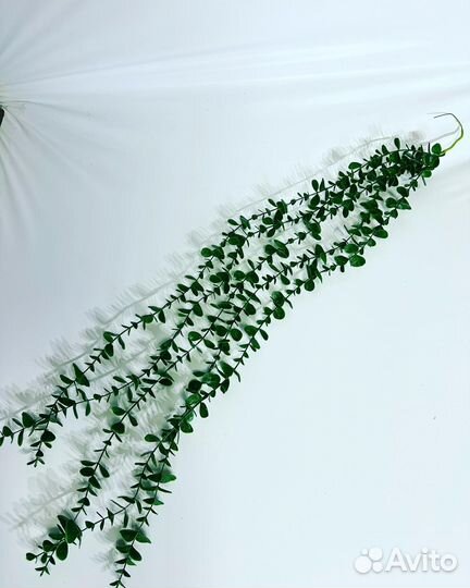 Ампельная зелень