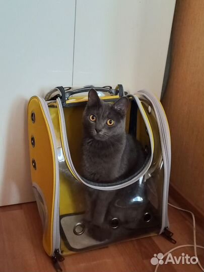Отдам котика в добрые руки