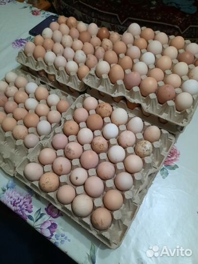 Инкубационное яйцо породистых кур