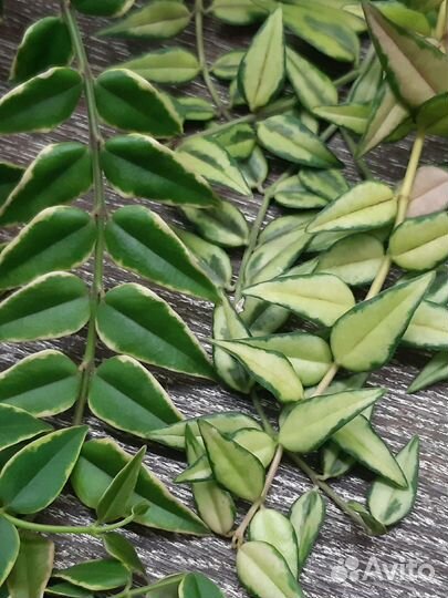 Хойи мелколистные 2