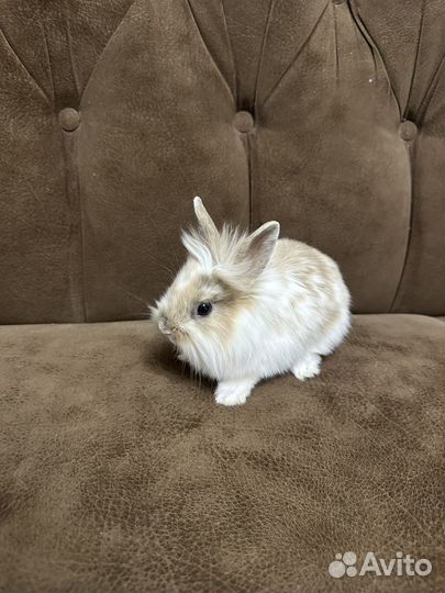 Львиноголовый кролик