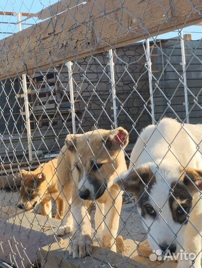 Волкодавы щенки