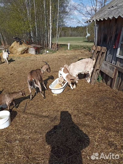 Коза альпийская нубийская