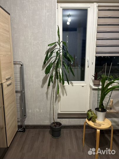 Пальма драцена