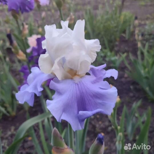 Ирисы бородатые сортовые