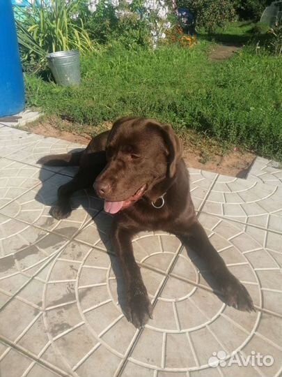 Выгул собак и передержка. Колпино