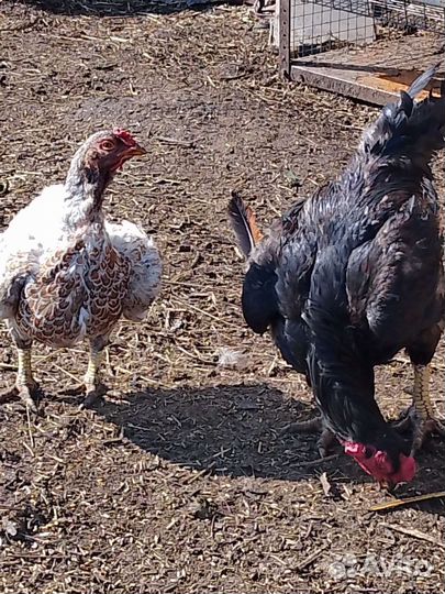 Куры Корниш