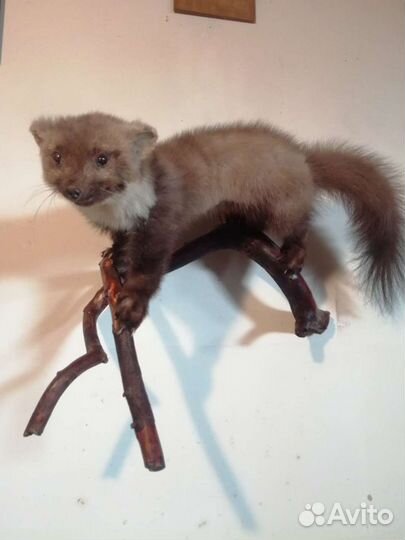 Таксидермия. Куница